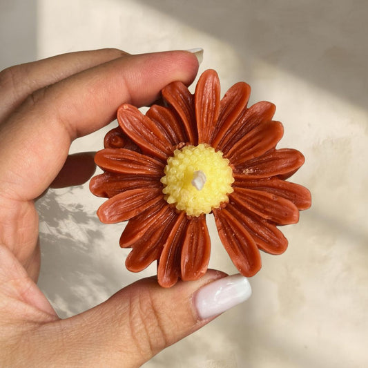 3 Fall Daisy